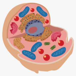 Inflatable Animal Cell Model